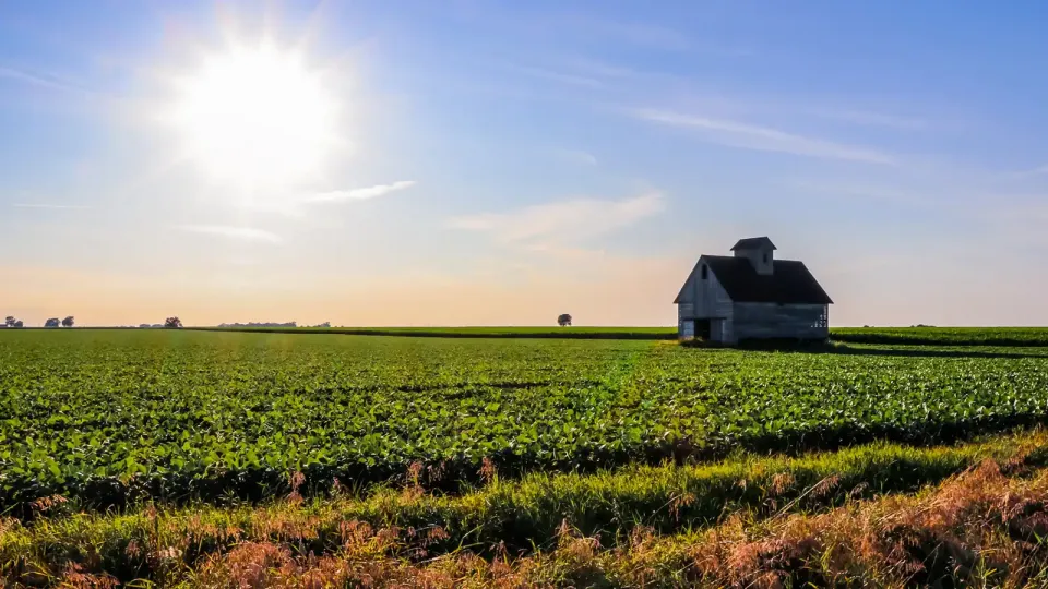 A bright sun shines on vast field of Illinois soybean crop and a distant gray barn