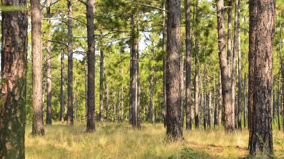 North Carolina forest with sun shining through the trees