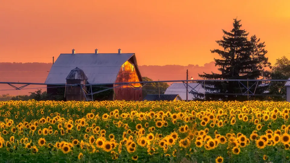 Field of Wisconsins native yellow daisies with brown centers known as Brown-eyed Susans, on a farm at sunset