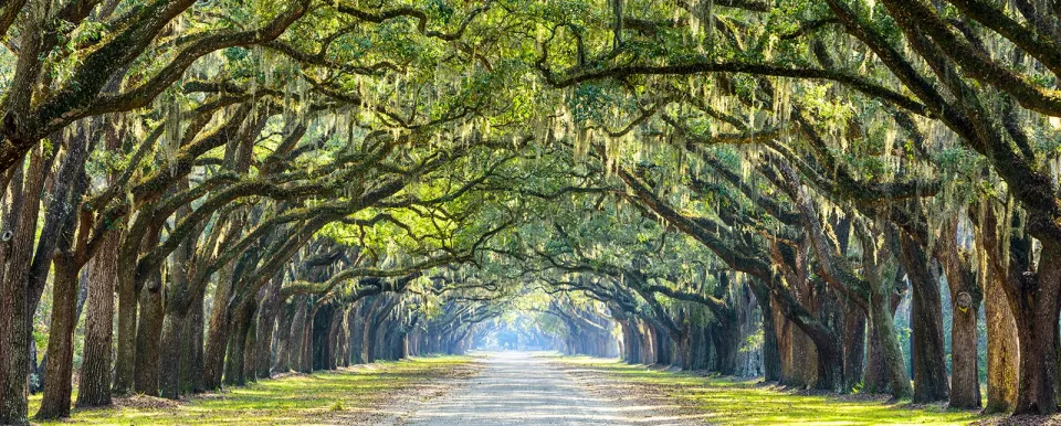 Georgia path lined with lush oaks, draped in Spanish moss