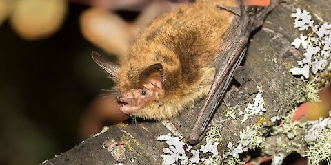 Western Bats