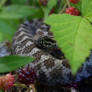 Southwestern Ontario’s “backyard” gets national recognition as stronghold for wildlife