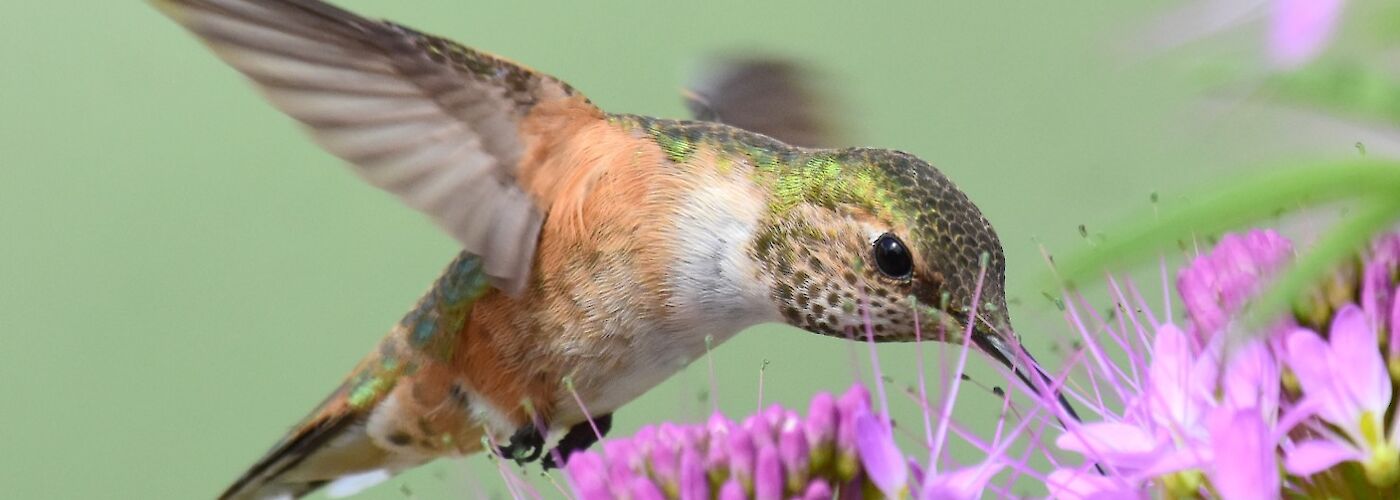 A juvenille rufous hummingbird (Selasphorus rufus)., USFWS Mountain-Prairie