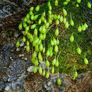 A tiny gem hidden on a High Arctic island takes the spotlight