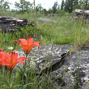 A glimpse into Manitoba’s deep past