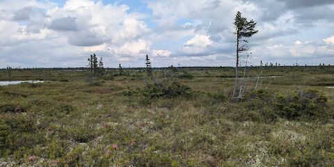 Peatland and Forest Vegetation