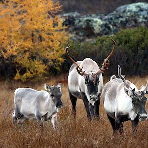 WCS Canada President gives evidence on caribou emergency order