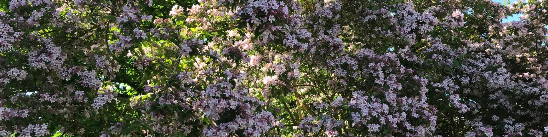 Blumenblüte im Frühsommer