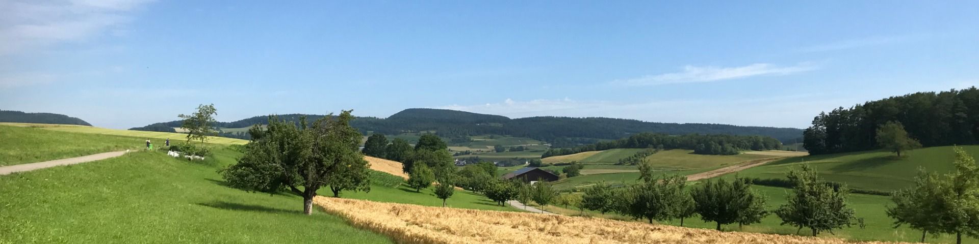 Kornfeld im Jura