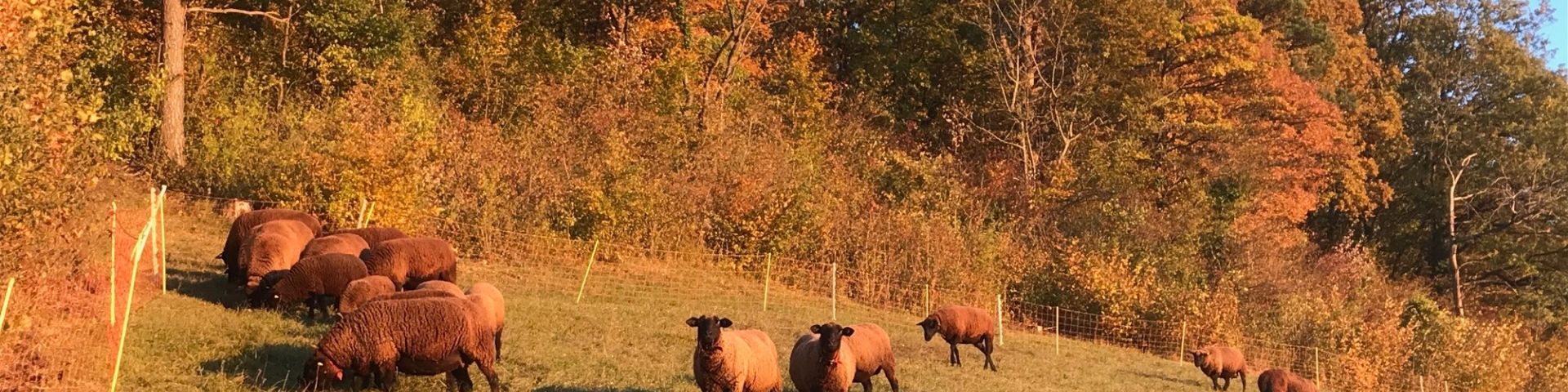 Schafe am Weiden