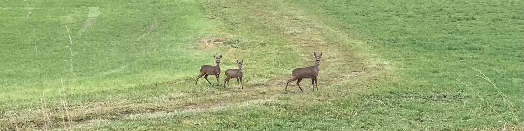 Rehe auf Jurawiese