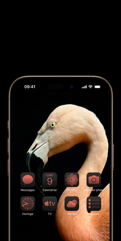 Écran d’un iPhone 16 affichant une photo dynamique d’un flamant rose vu de profil ainsi que des widgets dans une teinte rose assortie.