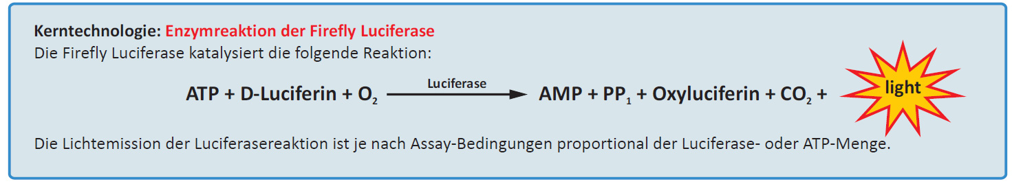 Luciferase-Assay