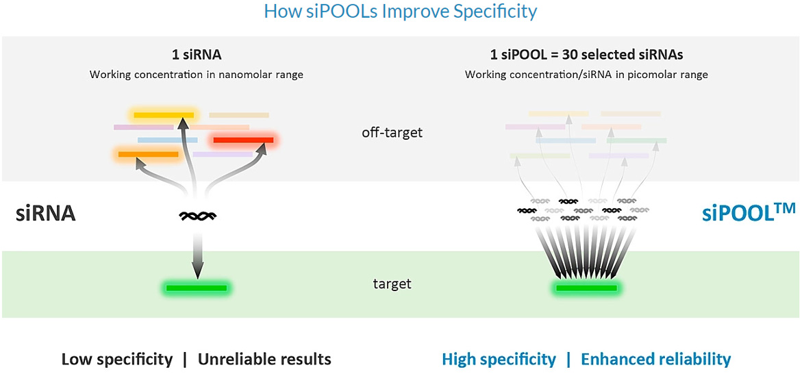 siPOOLs_How-siPOOLs-Improve-SpecifitycxwJYReGDOpsr