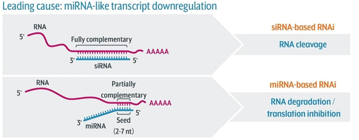 siPOOLs_miRNA-like-transcript-downregulationC0DvXxdz9u717