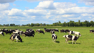 Milchkühe auf der Weide (verweist auf: Jetzt zum BZL-Web-Seminar "Wirtschaftlich mehr Milch aus Gras produzieren" anmelden)