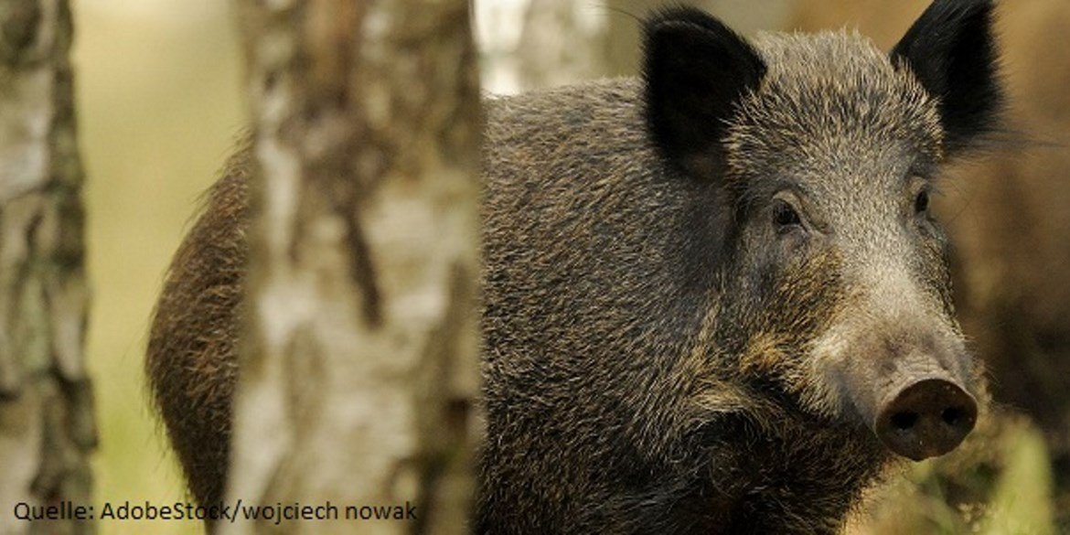 Wildschwein