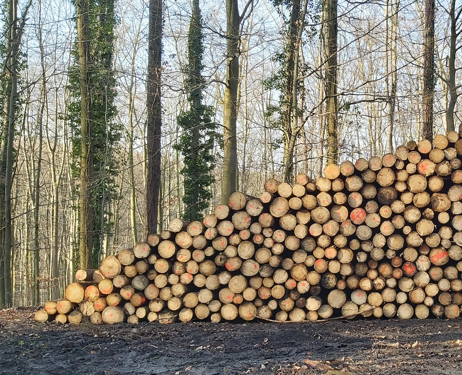 Rundholzlagerung im Winter im Siebengebirge.