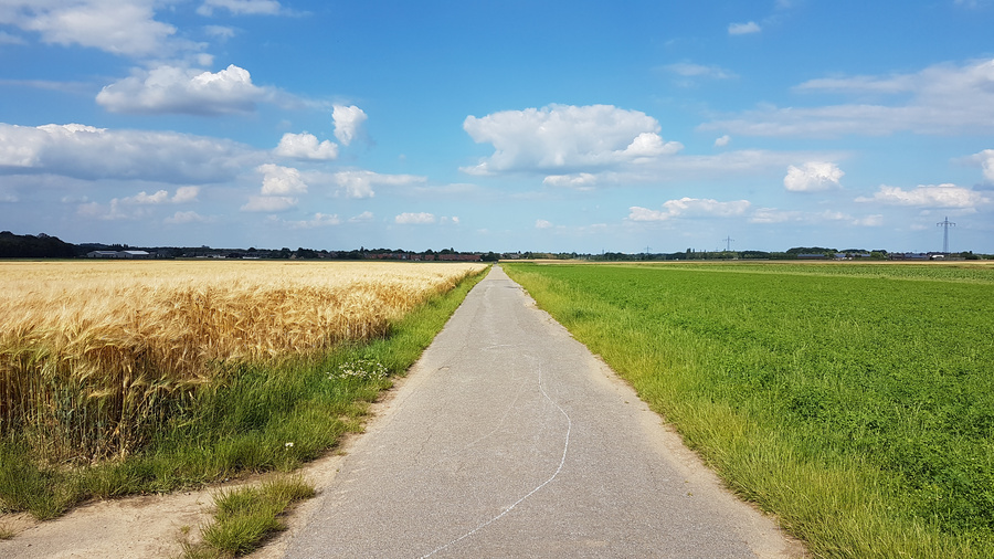 Feld mit Weizenfeld links und Zwischenfrucht rechts