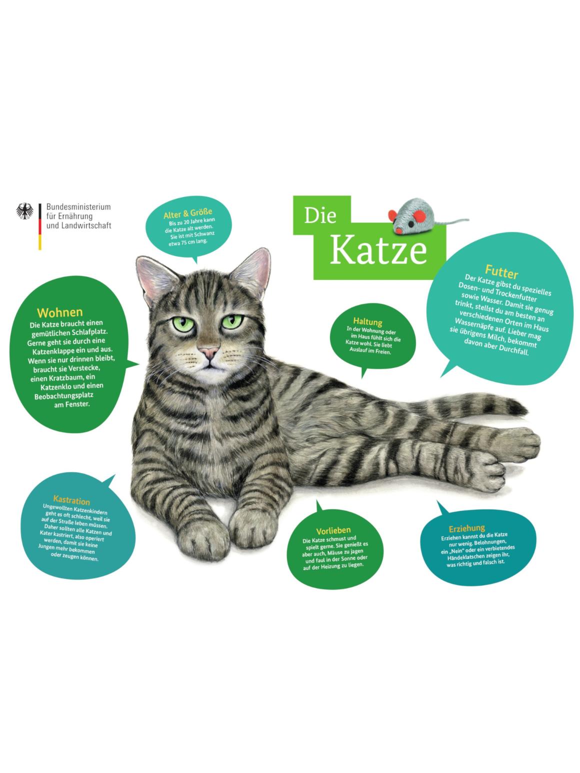 Tierfibel: Poster Katze