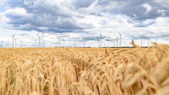 Im Hintergrund rund zwei Dutzend Windkraftanlagen, davor ein Getreidefeld.