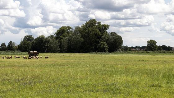 Blick über eine Wiese, im Hintergrund Bäume und ein paar Häuser, weiter vorne eine Schafherde