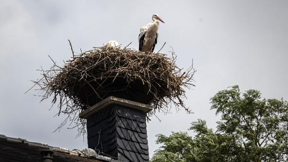 Storchennest mit zwei Störchen auf einem Schornstein