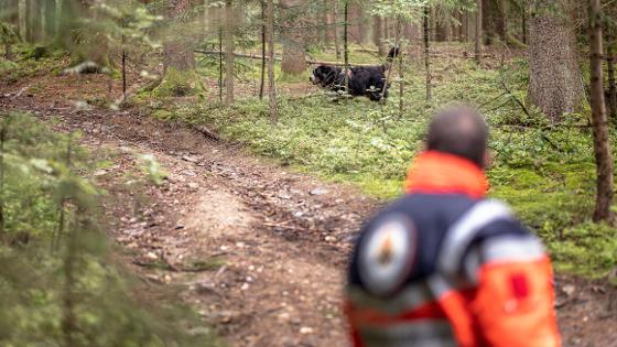 Rettungshund im Einsatz im Wald, im Vordergrund der Hundeführer 