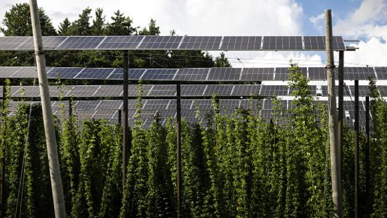 Ein Hopfenfeld, darüber eine Photovoltaikanlage