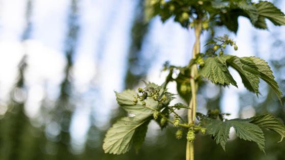 Großaufnahme einer Hopfenpflanze