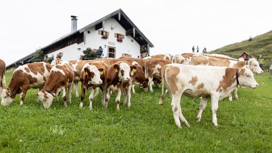 Kühe auf einer Almweide, im Hintergrund ein Bauernhaus