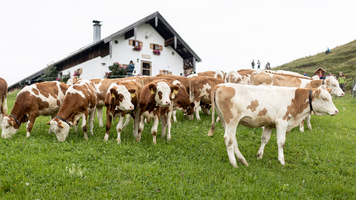 Kühe auf einer Almweide, im Hintergrund ein Bauernhaus