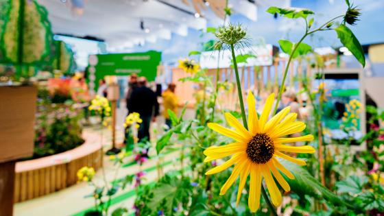 Halle 23a des BMEL auf der IGW: Im Vordergrund eine gelbe Blumenblüte, dahinter leicht verschwommen die Themeninsel Artenvielfalt