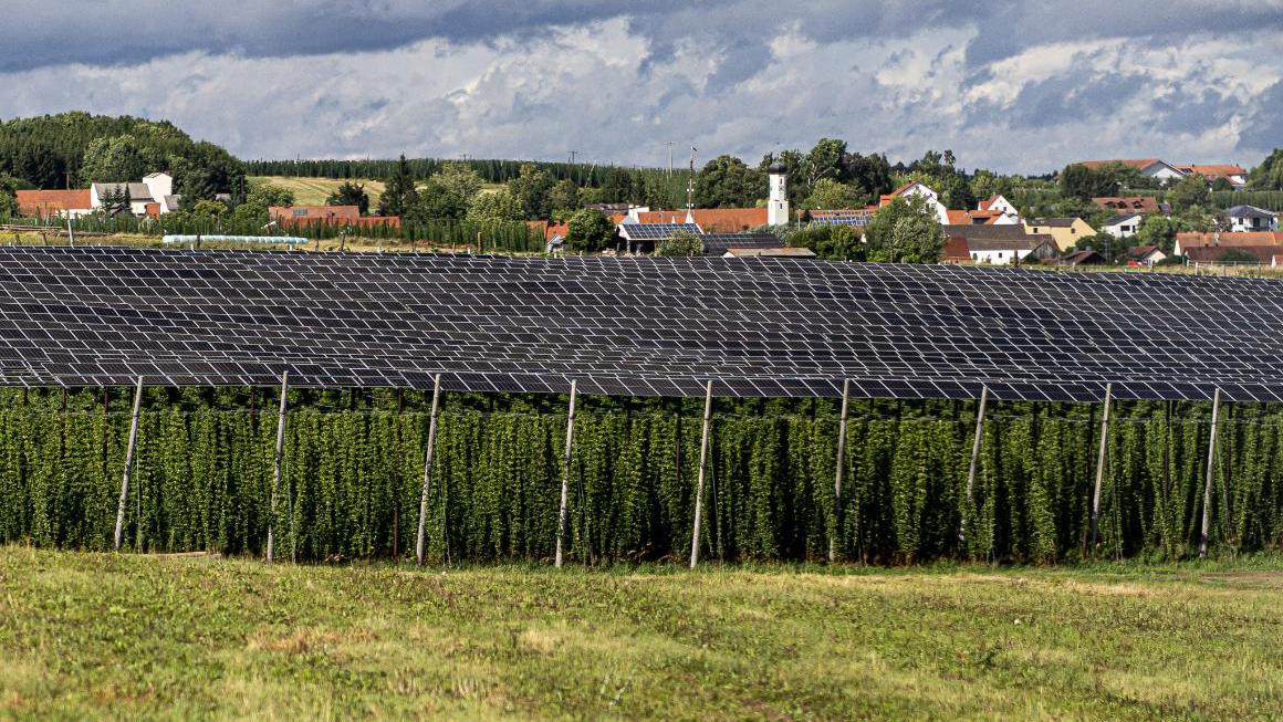 Agri-PV-Anlage: Solaranlagen über einem Hopfen-Feld, im Hintergrund ein Dorf.