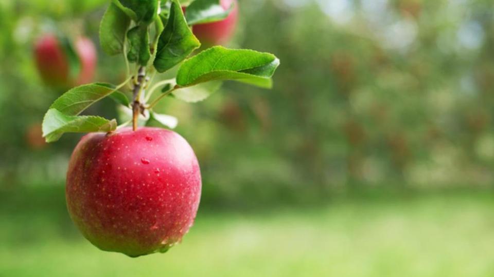 Ein Apfel hängt am Baum