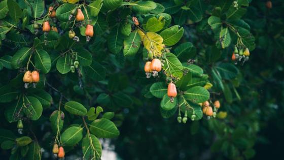 Cashewfrüchte an einem Baum