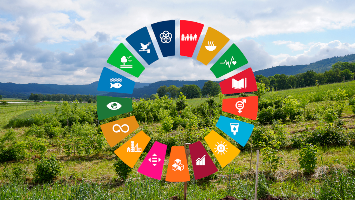 Ein Agroforstsystem, im Hintergrund Felder. Darüber kreisförmig die Symbole der 17 Sustainable Development Goals (SDGs) der Vereinten Nationen.