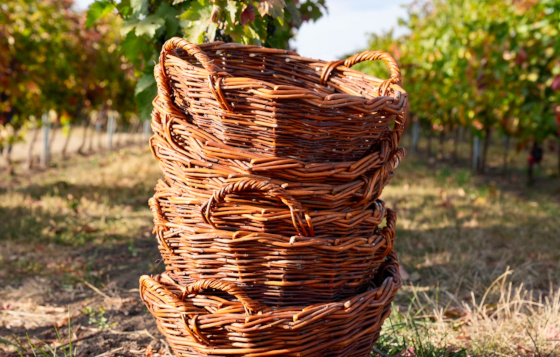 Körbe in einem Weinberg in Moldau