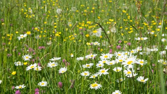 Wiese mit verschiedenfarbigen Blumen