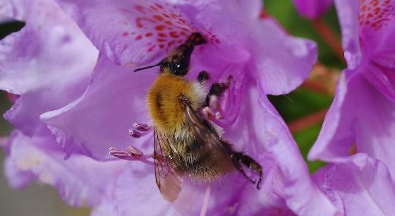 Ackerhummel