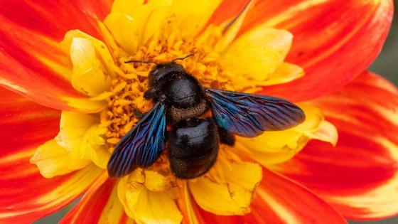 Blauschwarze Holzbiene auf einer rot-gelben Blüte