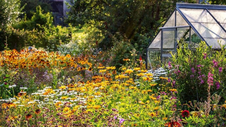 Viele bunt blühende Blumen in einem Garten. Im Hintergrund steht ein gläsernes Gewächshaus.