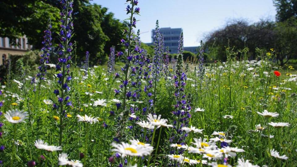 Blühfläche mit insektenfreundlichen Pflanzen