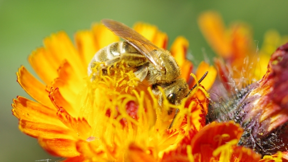 Dichtpunktierte Goldfurchenbiene auf Habichtskraut