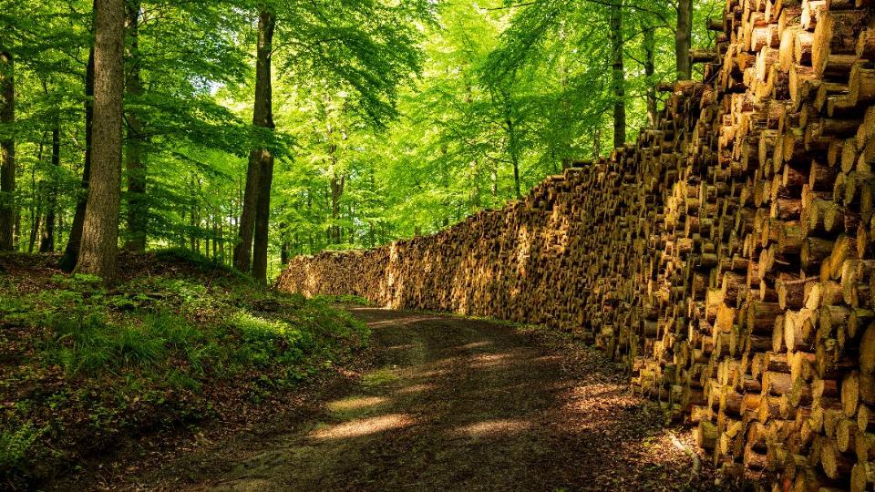 Geschlagenes Holz liegt gestapelt am Waldweg