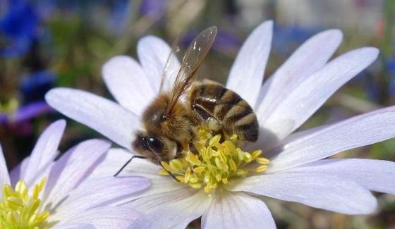 Honigbiene auf weißen Blüten