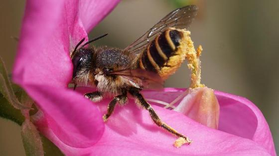 Platterbsen-Mörtelbiene an einer pinken Blüte, sie biegt den Hinterleib in die Luft