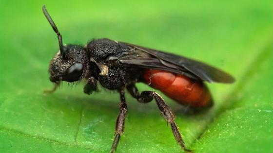 Riesen-Blutbiene auf einem grünen Blatt