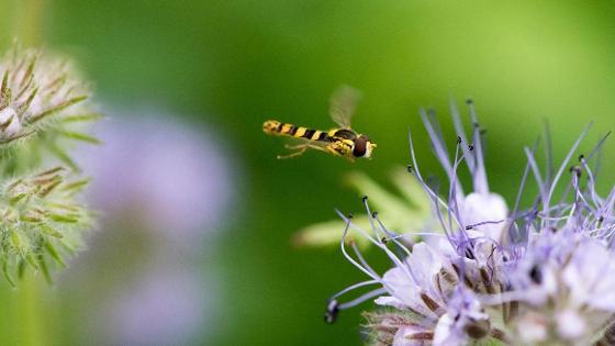 Schwebfliege fliegt auf lila Blüte zu