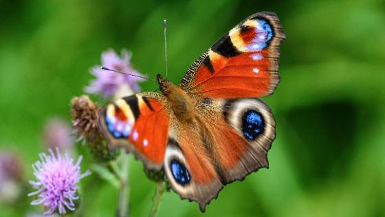 Tagpfauenauge (Schmetterling)